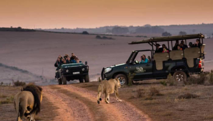 safari na Africa-do-sul