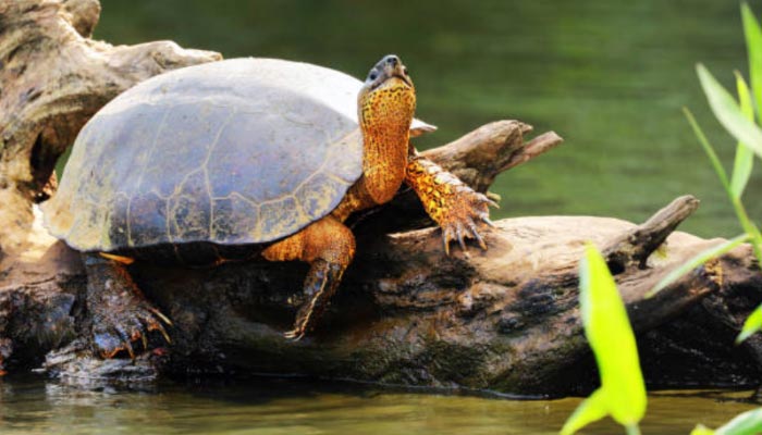 Parque-Nacional-de-Tortuguero-Animais