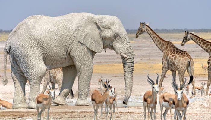 Etosha-National-Park