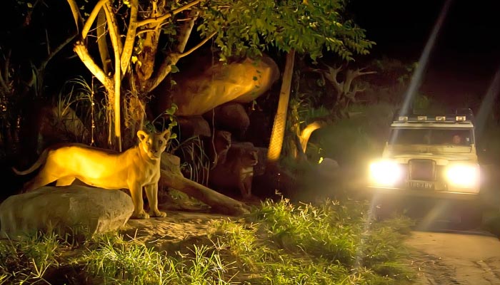 Night-Safari