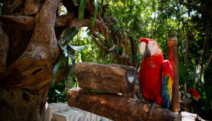 Parque-Xcaret