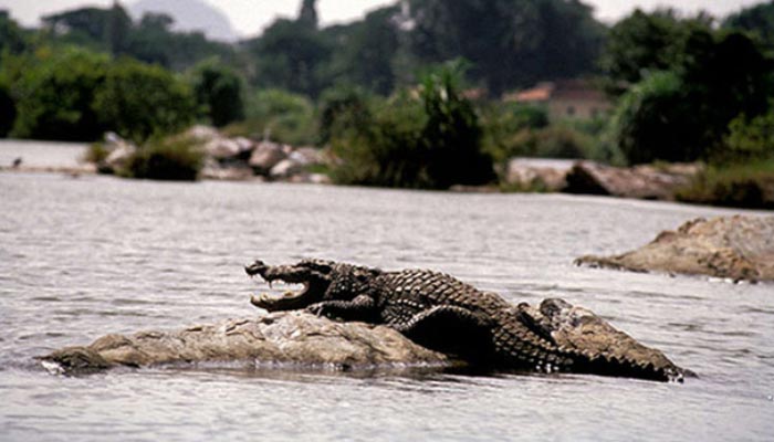 Tour-dos-crocodilos