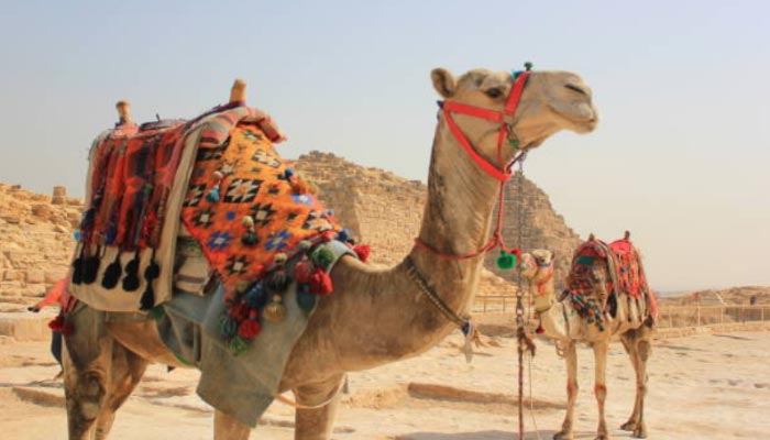 Transportes