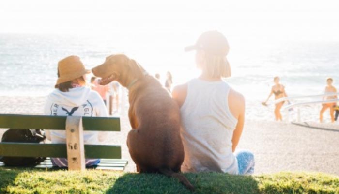 8 melhores sites de House Sitting
