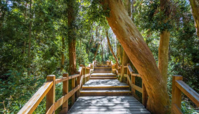 Navegação a Ilha Victoria e Bosque de Arrayanes