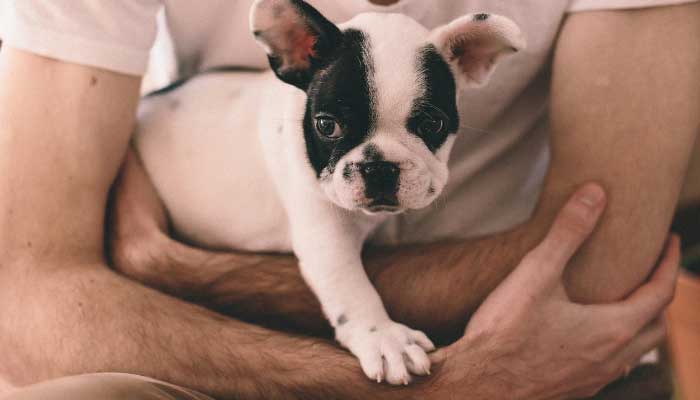 Como se tornar um House Sitting profissional?
