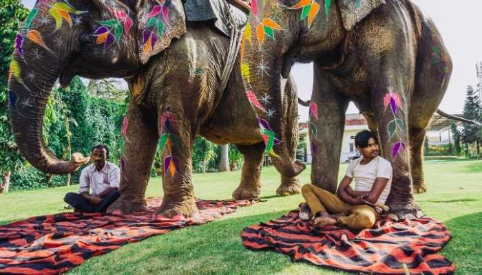 Passeio de Elefante em Chiang Mai