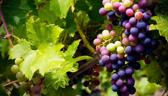 como encontrar um guia de vinhos barato na frança