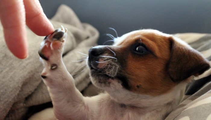 9 Hotéis que aceitam cachorro em Portugal