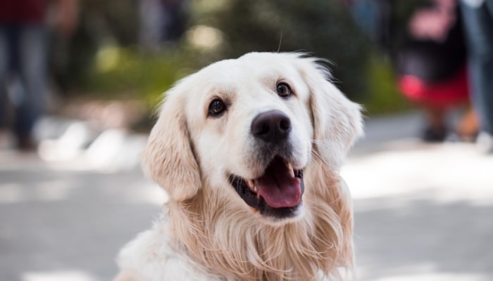 9 Hotéis que aceitam cachorro em Portugal
