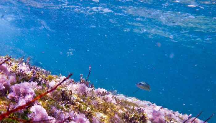 Viagem virtual ao fundo dos oceanos