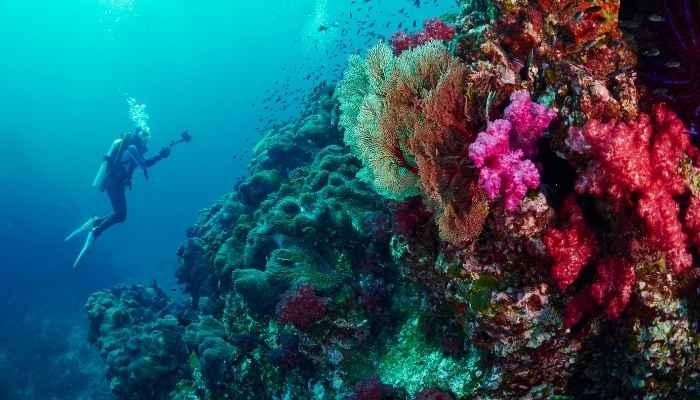 Visita A Grande Barreira de Coral na Austrália