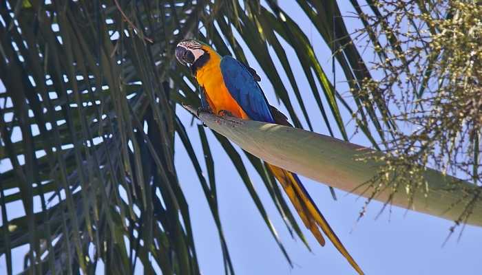 As belas araras brasileiras – Confira 5 espécies e suas características!