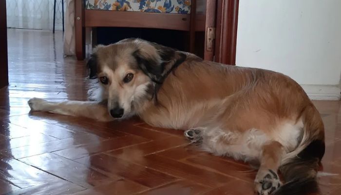 Como viajar com seu animal de estimação