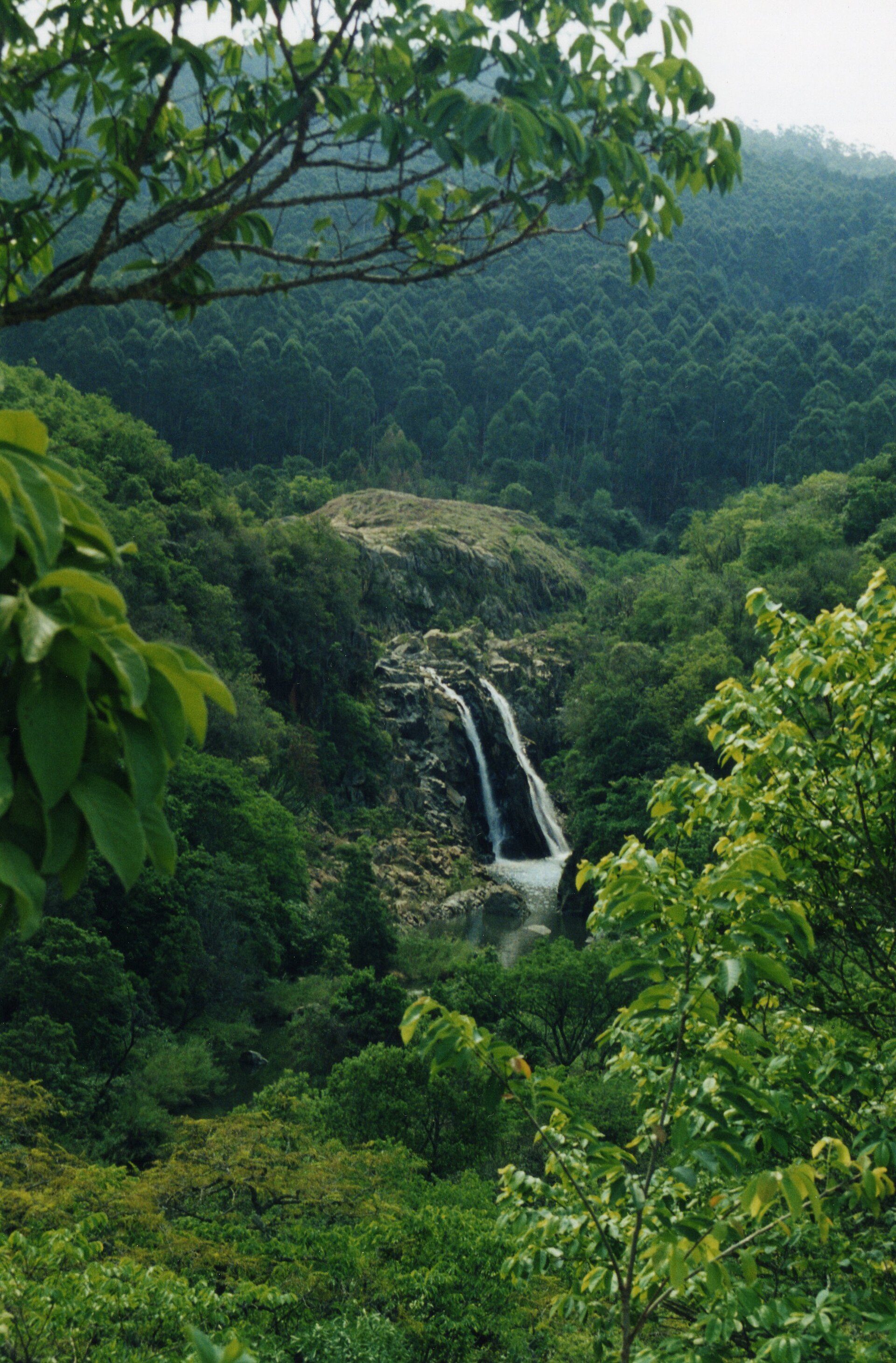 Cascata de dois filetes de água descendo por rochas escuras, cercada por mata densa e encosta de eucaliptos