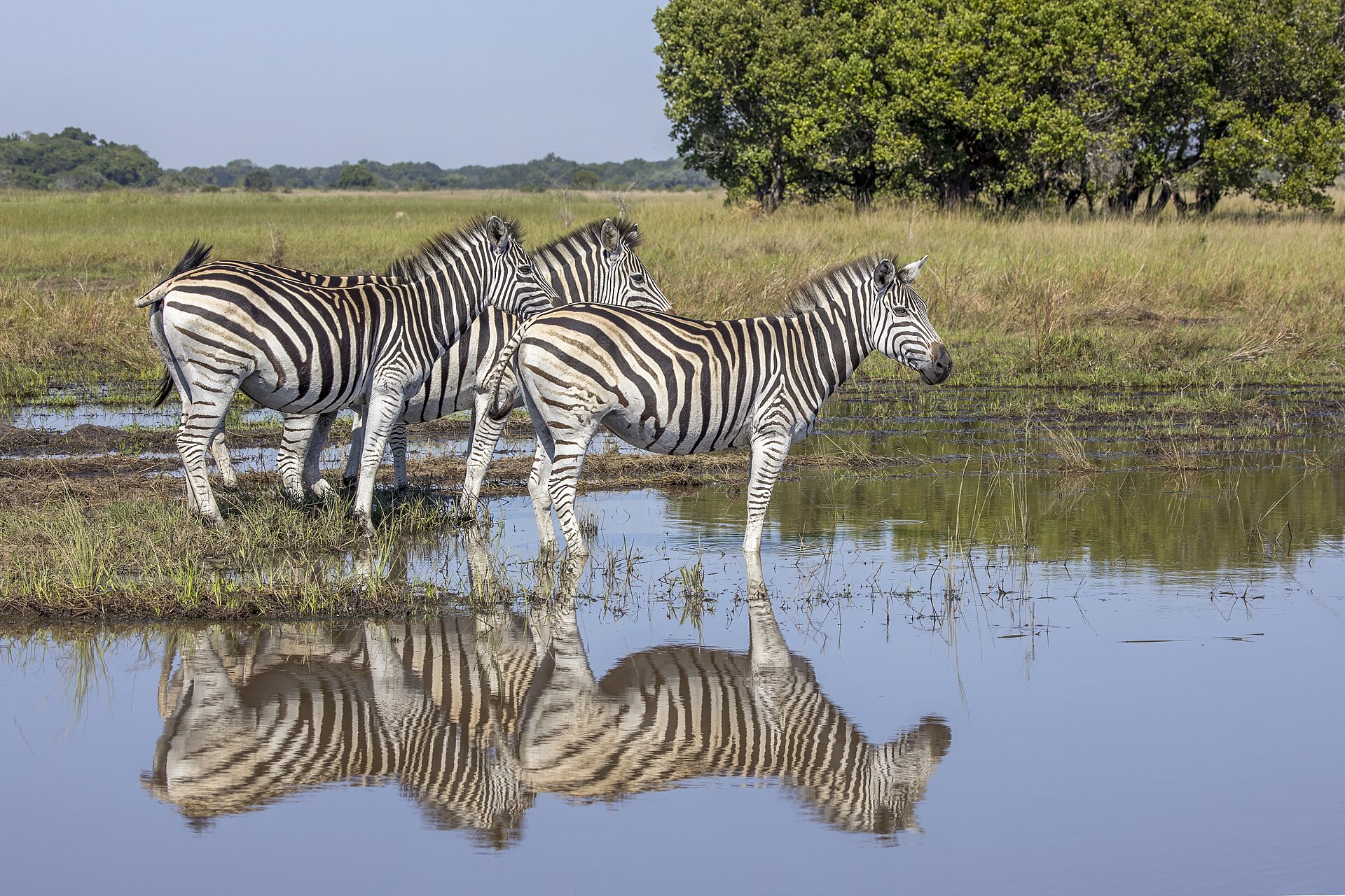 Três zebras paradas à beira de uma poça, com o reflexo das listras na água e capim e árvores ao fundo