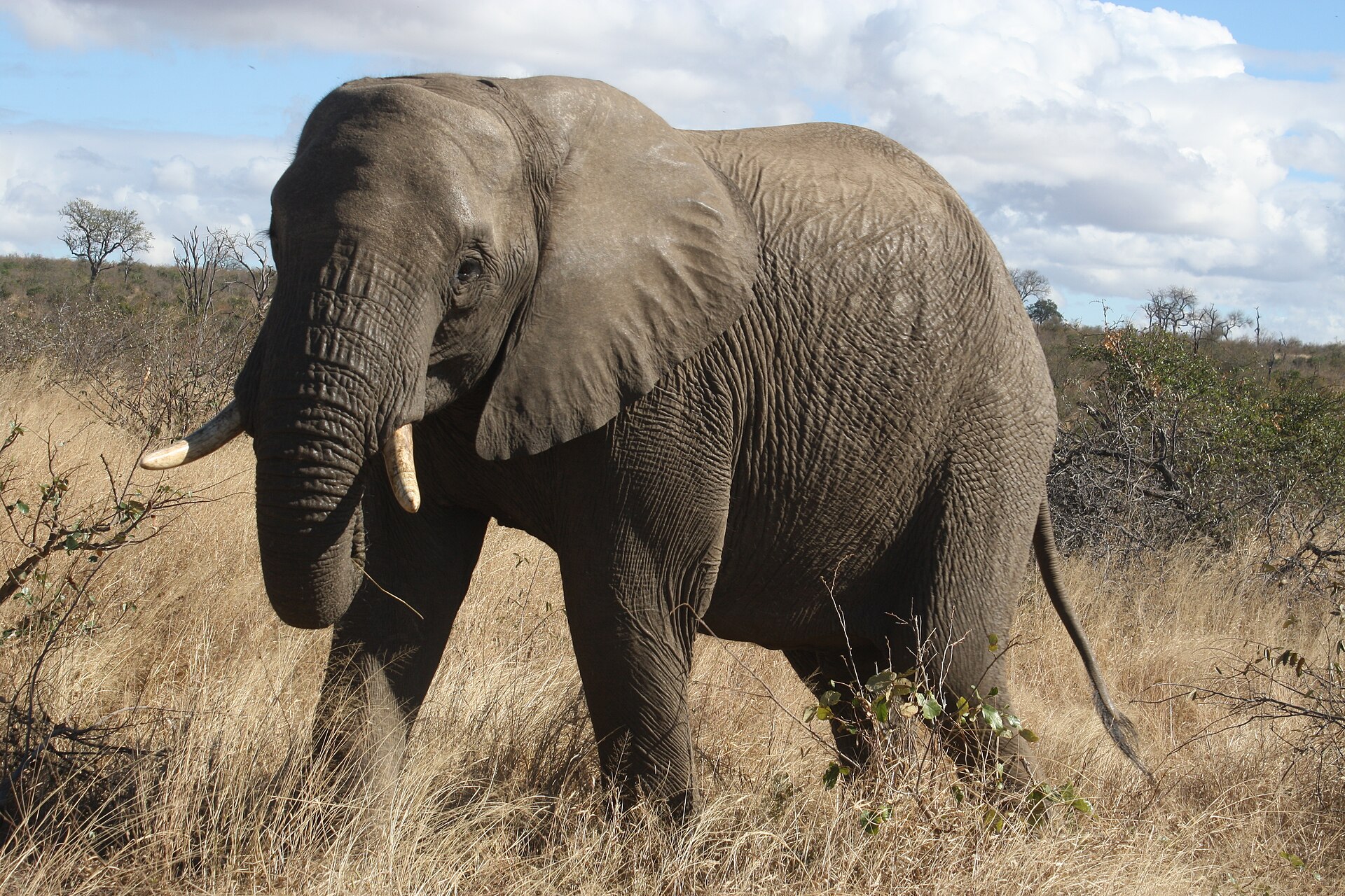 Elefante africano de presas curtas caminhando de lado no capim seco, com arbustos ao fundo e céu azul com nuvens