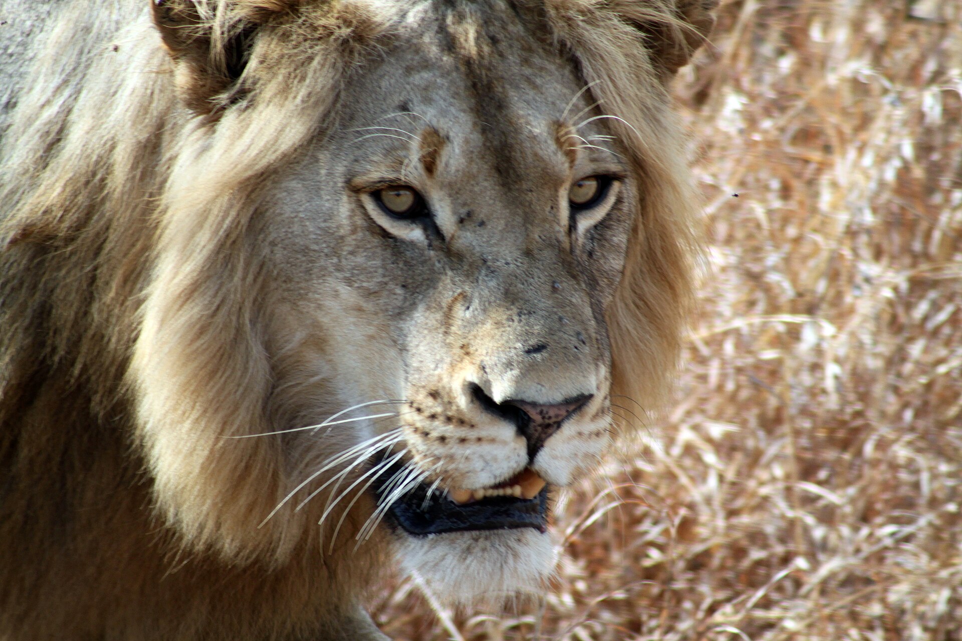 Safári no Kruger saindo de Maputo: dá para fazer em um dia?