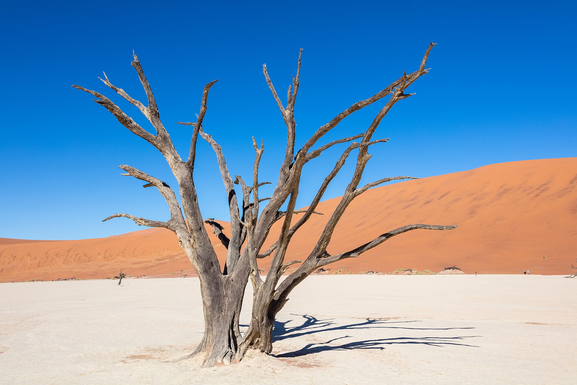 Árvore morta e seca de galhos retorcidos sobre o chão de argila branca de Deadvlei, com dunas alaranjadas ao fundo e céu azul intenso