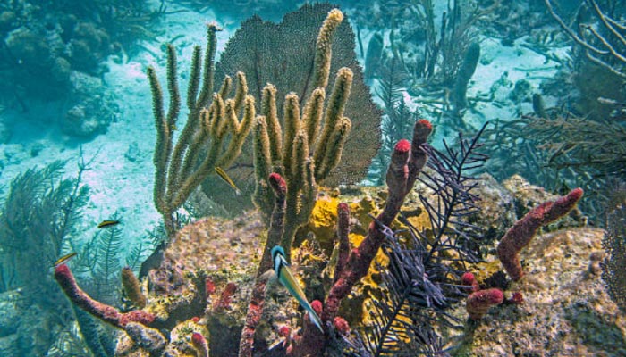 Barreira-de-corais-em-Belize