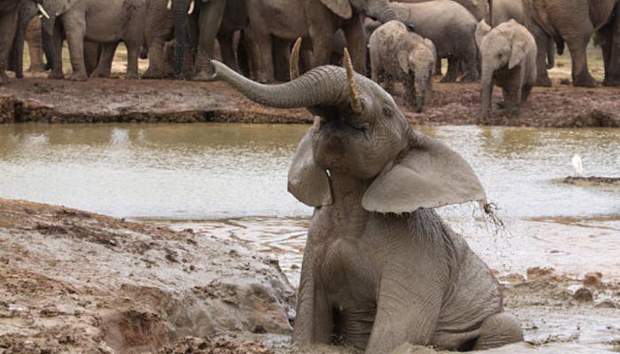 Parque-nacional-dos-elefantes-de-Addo