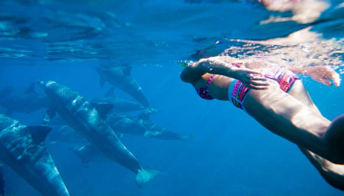 Nadando-golfinhos-em-Cancun